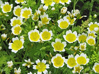 Poached egg plant