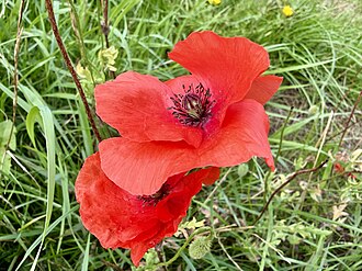 Poppies