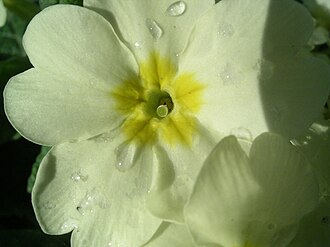 Primroses