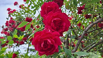 Roses