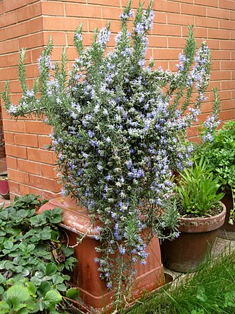 Rosemary