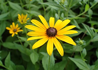 Black-eyed Susans (rudbeckia)