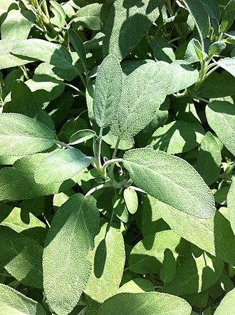 Sage