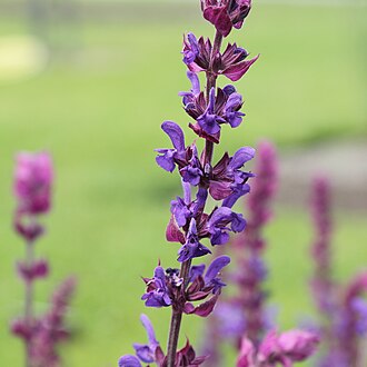 Salvia 'Caradonna'