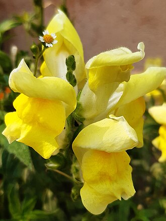 Snapdragons