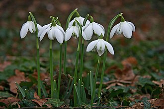 Snowdrops