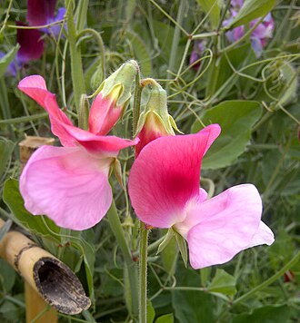 Sweet peas