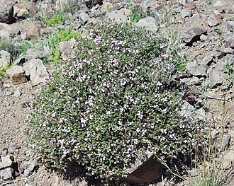 Thyme