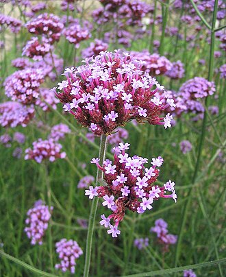 Verbena bonariensis