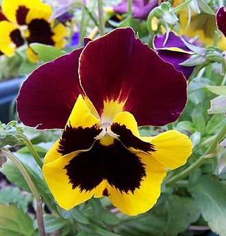 Violas & pansies