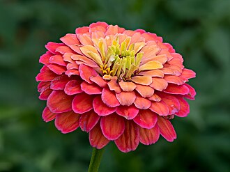 Zinnias